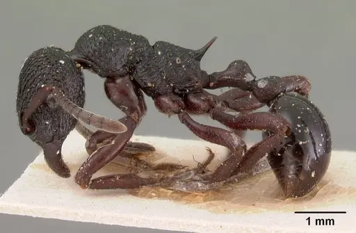 Eutetramorium mocquerysi specimen CASENT0102074 image casent0102074_3