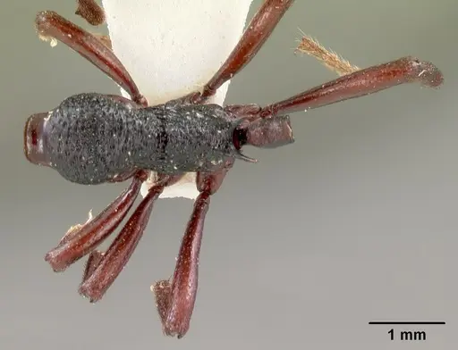Eutetramorium mocquerysi specimen CASENT0102075 image casent0102075_1