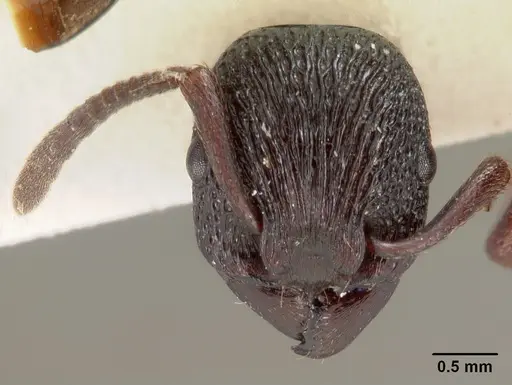 Eutetramorium mocquerysi specimen CASENT0102075 image casent0102075_2