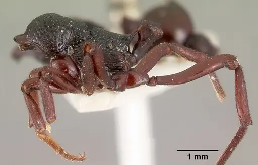 Eutetramorium mocquerysi specimen CASENT0102075 image casent0102075_3