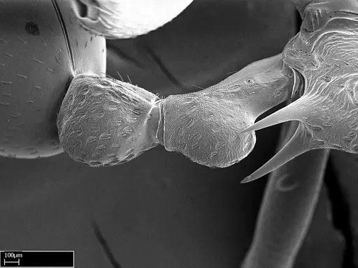 Eutetramorium mocquerysi specimen CASENT0217041 image casent0217041_1