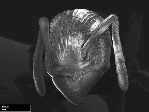 Eutetramorium mocquerysi specimen CASENT0217041 image casent0217041_2