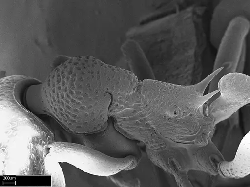 Eutetramorium mocquerysi specimen CASENT0217041 image casent0217041_3