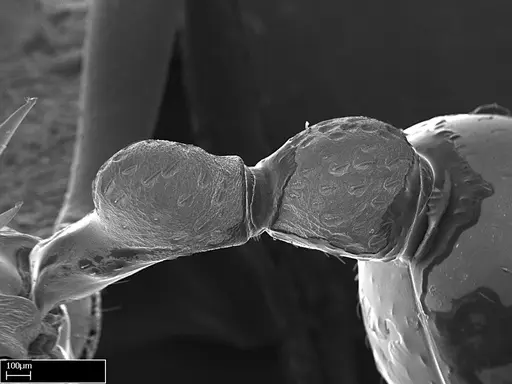 Eutetramorium mocquerysi specimen CASENT0217042 image casent0217042_1