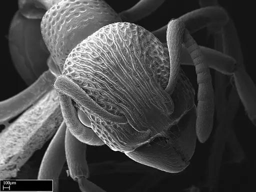 Eutetramorium mocquerysi specimen CASENT0217042 image casent0217042_2