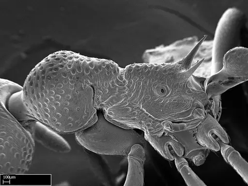 Eutetramorium mocquerysi specimen CASENT0217042 image casent0217042_3