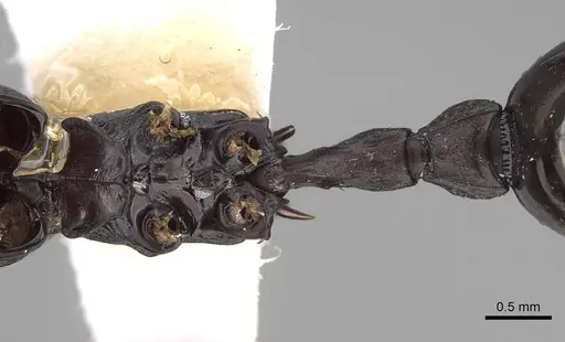 Eutetramorium mocquerysi specimen CASENT0243677 image casent0243677_1