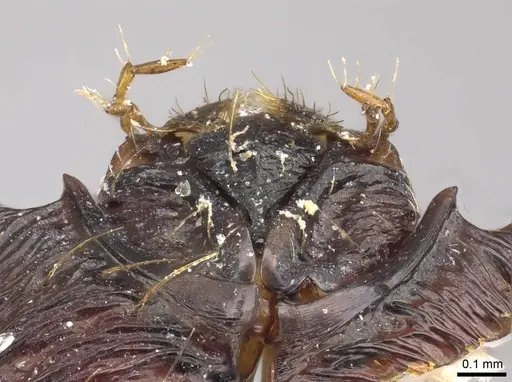 Eutetramorium mocquerysi specimen CASENT0243677 image casent0243677_2