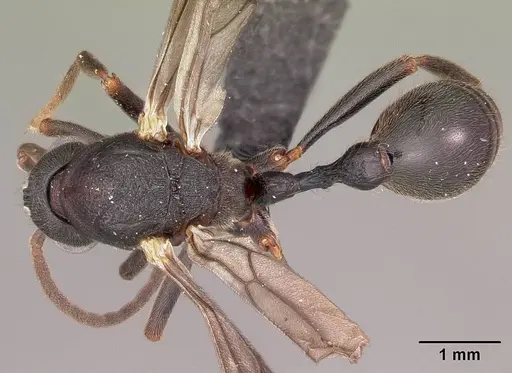 Eutetramorium mocquerysi specimen CASENT0495192 image casent0495192_1
