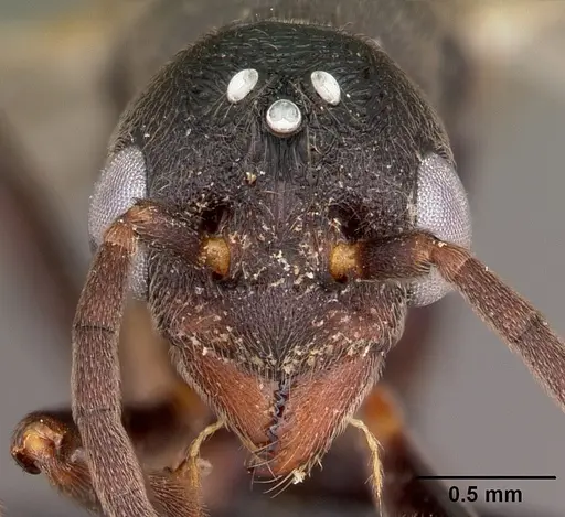 Eutetramorium mocquerysi specimen CASENT0495192 image casent0495192_2
