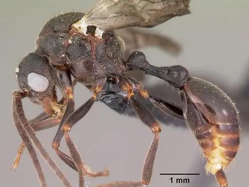Eutetramorium mocquerysi specimen CASENT0495192 image casent0495192_3