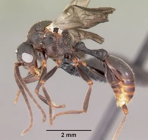 Eutetramorium mocquerysi specimen CASENT0495192 image casent0495192_4