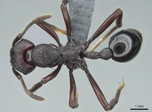 Eutetramorium mocquerysi specimen CASENT0840870 image casent0840870_1