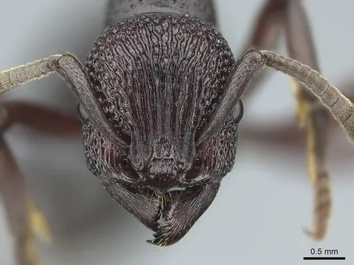 Eutetramorium mocquerysi specimen CASENT0840870 image casent0840870_2