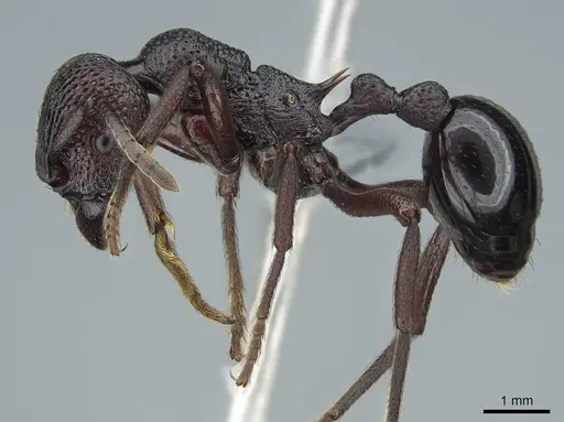 Eutetramorium mocquerysi specimen CASENT0840870 image casent0840870_3