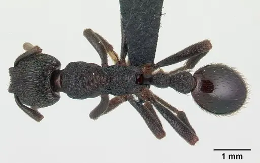 Eutetramorium monticellii specimen CASENT0007114 image casent0007114_1