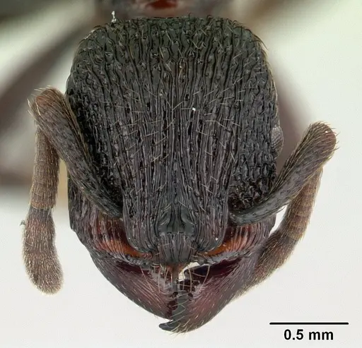 Eutetramorium monticellii specimen CASENT0007114 image casent0007114_2