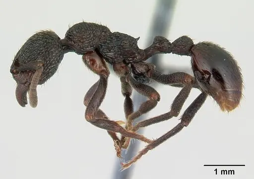 Eutetramorium monticellii specimen CASENT0007114 image casent0007114_3