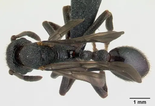 Eutetramorium monticellii specimen CASENT0019386 image casent0019386_1