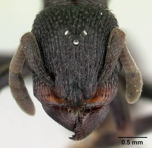 Eutetramorium monticellii specimen CASENT0019386 image casent0019386_2
