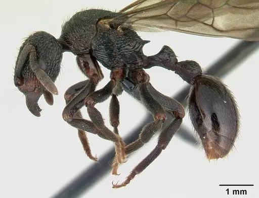 Eutetramorium monticellii specimen CASENT0019386 image casent0019386_3