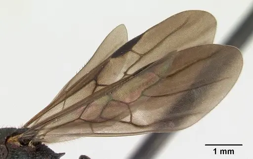 Eutetramorium monticellii specimen CASENT0019386 image casent0019386_4