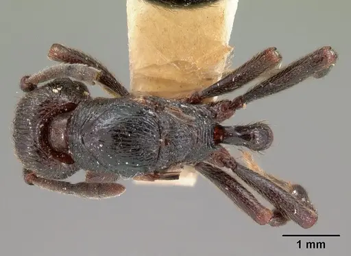 Eutetramorium monticellii specimen CASENT0102076 image casent0102076_1