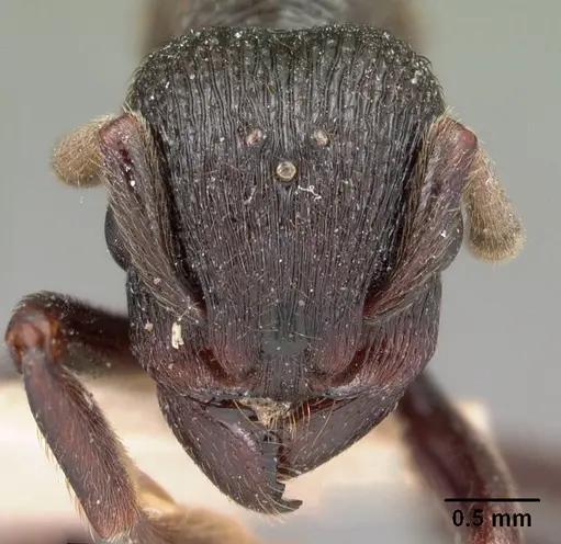 Eutetramorium monticellii specimen CASENT0102076 image casent0102076_2