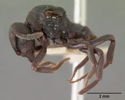 Eutetramorium monticellii specimen CASENT0102076 image casent0102076_3