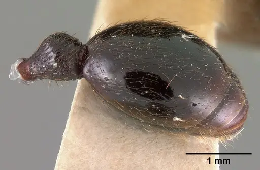 Eutetramorium monticellii specimen CASENT0102076 image casent0102076_4