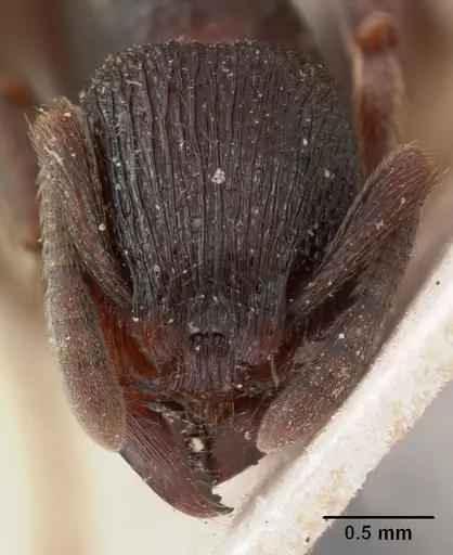Eutetramorium monticellii specimen CASENT0102077 image casent0102077_2