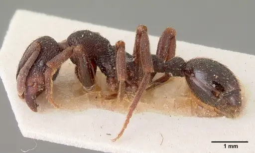 Eutetramorium monticellii specimen CASENT0102077 image casent0102077_3