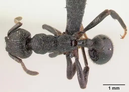 Eutetramorium monticellii specimen CASENT0145852 image casent0145852_1