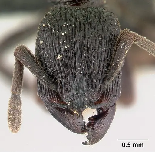 Eutetramorium monticellii specimen CASENT0145852 image casent0145852_2