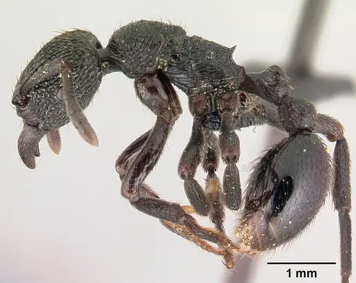 Eutetramorium monticellii specimen CASENT0145852 image casent0145852_3
