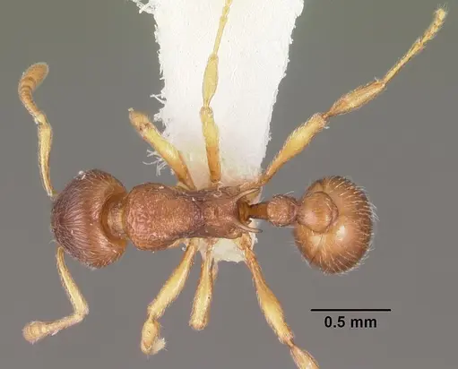 Eutetramorium parvum specimen CASENT0102296 image casent0102296_1