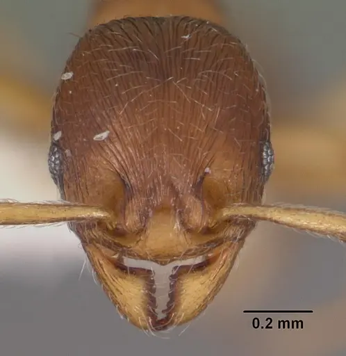 Eutetramorium parvum specimen CASENT0102296 image casent0102296_2