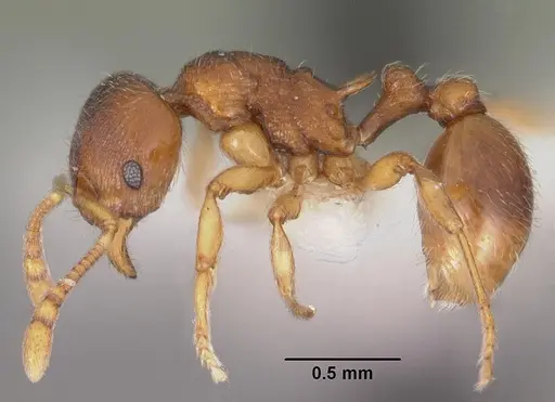 Eutetramorium parvum specimen CASENT0102296 image casent0102296_3
