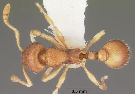 Eutetramorium parvum specimen CASENT0102297 image casent0102297_1