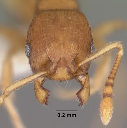 Eutetramorium parvum specimen CASENT0102297 image casent0102297_2