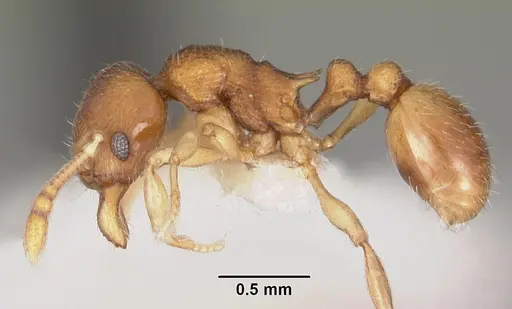 Eutetramorium parvum specimen CASENT0102297 image casent0102297_3