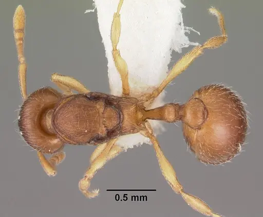 Eutetramorium parvum specimen CASENT0102298 image casent0102298_1