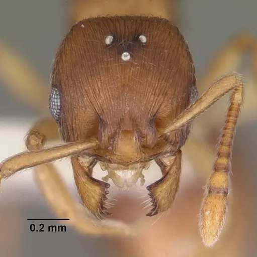 Eutetramorium parvum specimen CASENT0102298 image casent0102298_2