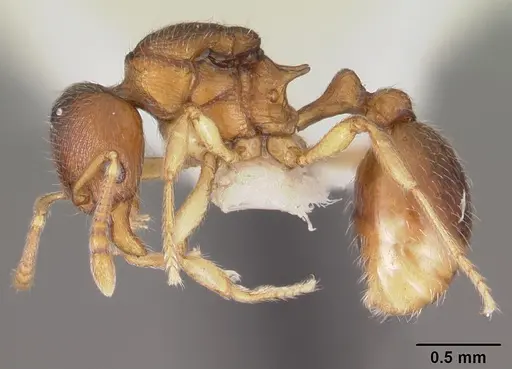 Eutetramorium parvum specimen CASENT0102298 image casent0102298_3