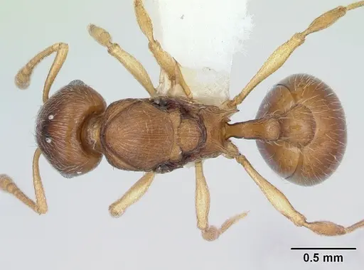 Eutetramorium parvum specimen CASENT0173545 image casent0173545_1