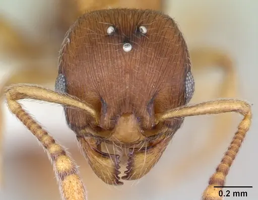Eutetramorium parvum specimen CASENT0173545 image casent0173545_2