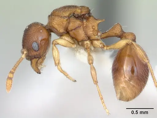 Eutetramorium parvum specimen CASENT0173545 image casent0173545_3