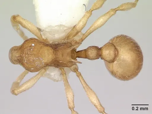 Eutetramorium parvum specimen CASENT0173546 image casent0173546_1