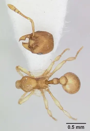 Eutetramorium parvum specimen CASENT0173546 image casent0173546_2