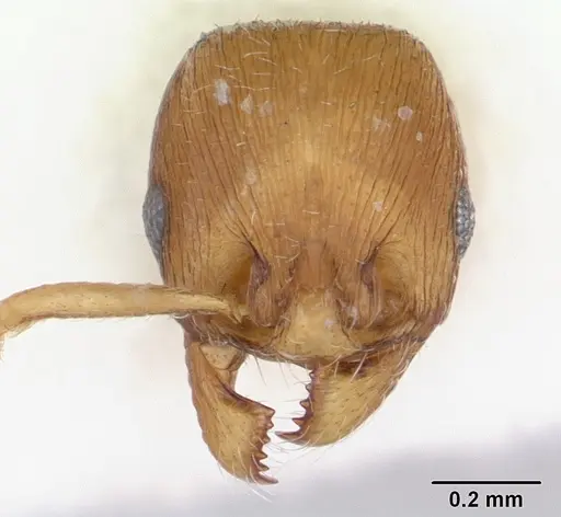 Eutetramorium parvum specimen CASENT0173546 image casent0173546_3